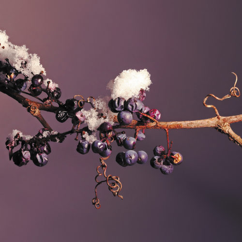 Wild Winter Grapes